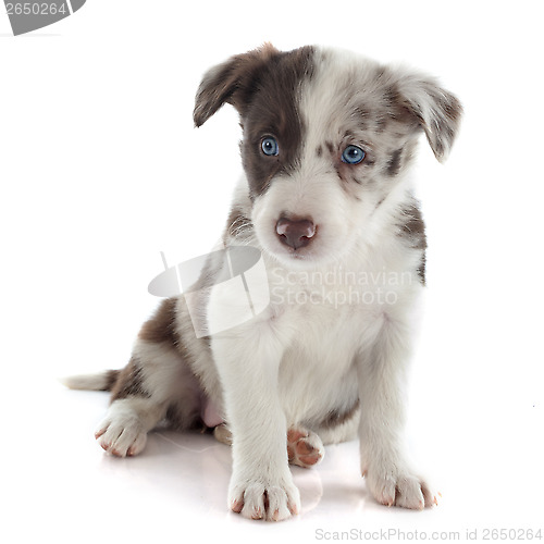 Image of puppy border collie