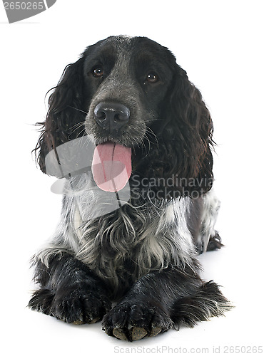 Image of cocker spaniel