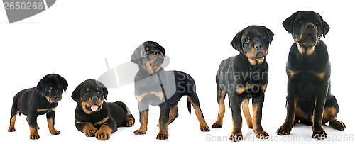 Image of puppy rottweiler