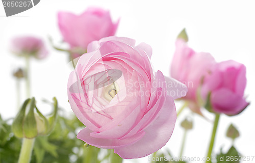 Image of pink buttercups