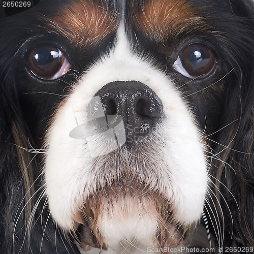 Image of cavalier king charles