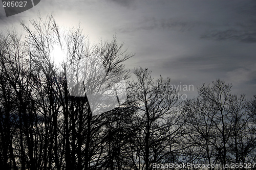 Image of tree silhouettes