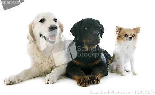 Image of three dogs