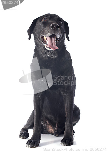 Image of old labrador retriever