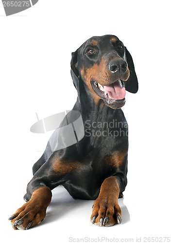 Image of doberman pinscher