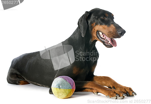 Image of doberman pinscher