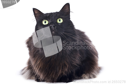 Image of black cat