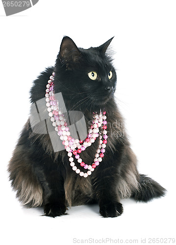 Image of black cat and collar