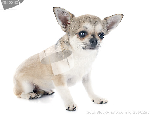 Image of chihuahua