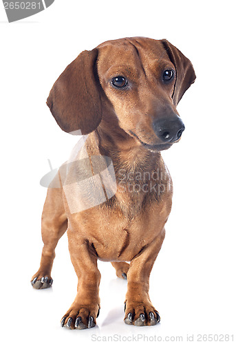 Image of dachshund dog