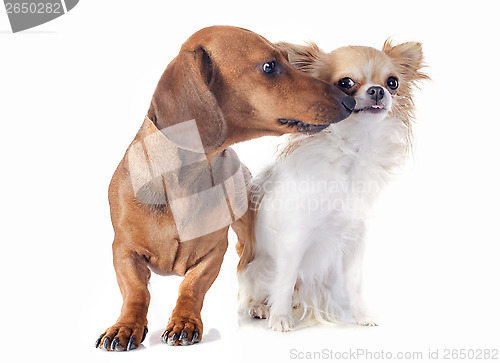 Image of dachshund dog and chihuahua