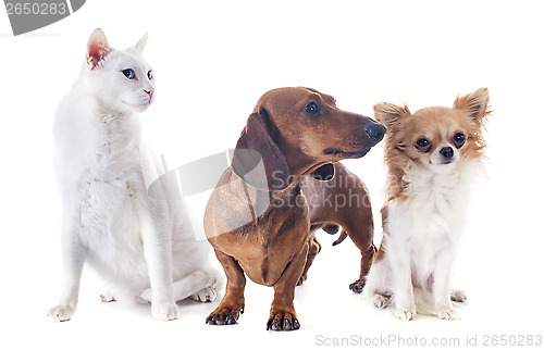 Image of dogs and cat