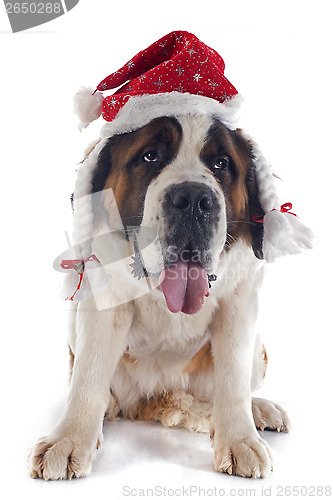 Image of Saint Bernard and hat