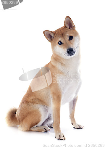 Image of shiba inu