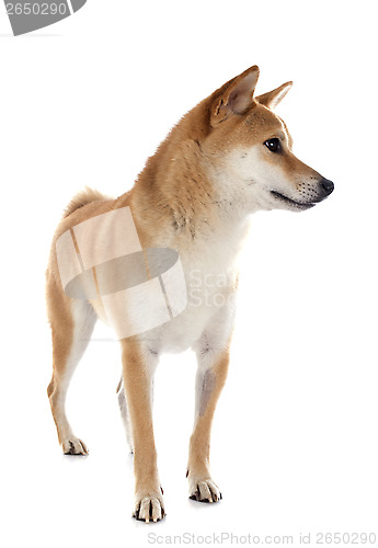 Image of shiba inu