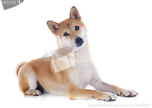 Image of shiba inu