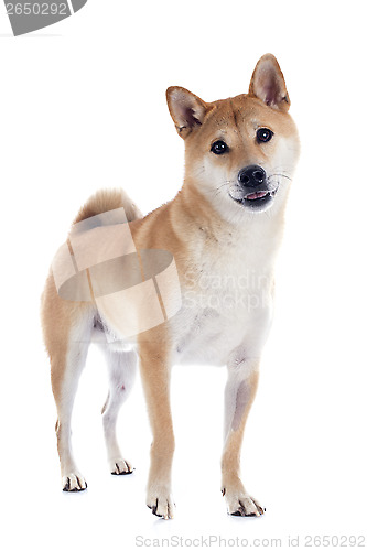 Image of shiba inu