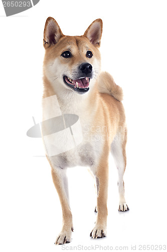 Image of shiba inu