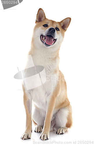 Image of shiba inu