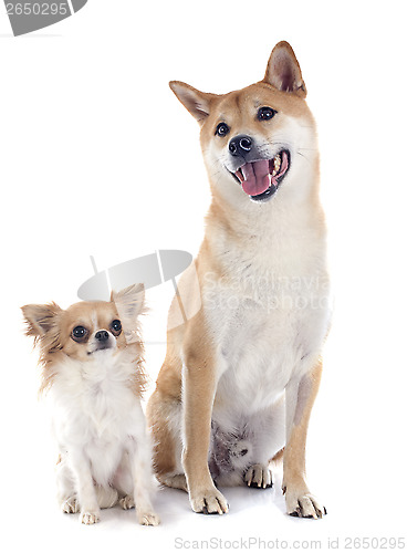 Image of shiba inu and chihuahua