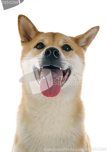 Image of shiba inu