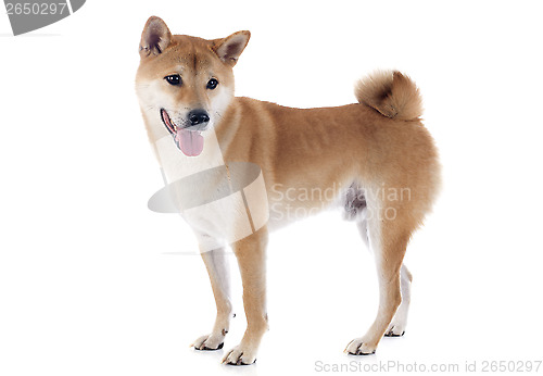 Image of shiba inu