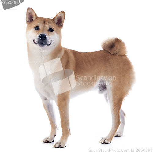 Image of shiba inu