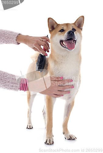 Image of shiba inu and grooming