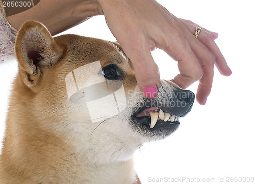 Image of shiba inu and teeth