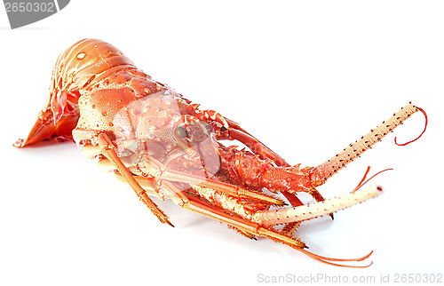 Image of crayfish