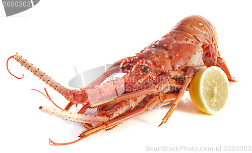 Image of crayfish