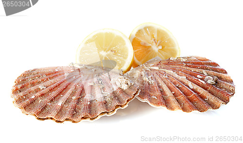 Image of great scallop