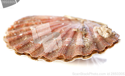 Image of great scallop