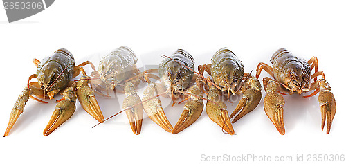 Image of river crayfish
