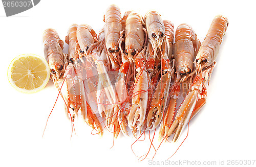 Image of Dublin Bay Prawn