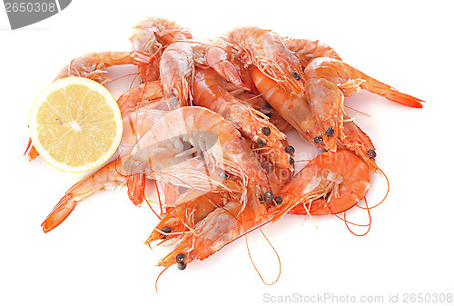 Image of common prawn