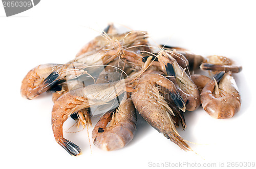 Image of gray shrimp