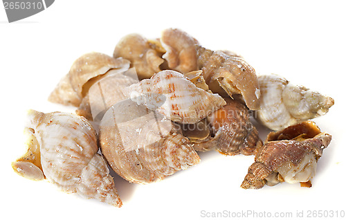 Image of Whelk