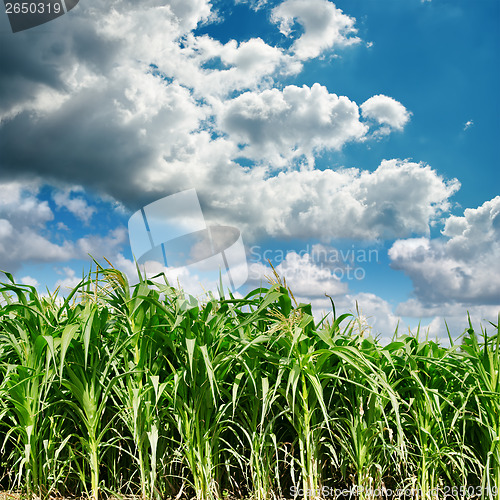 Image of dark clouds over green field with maize