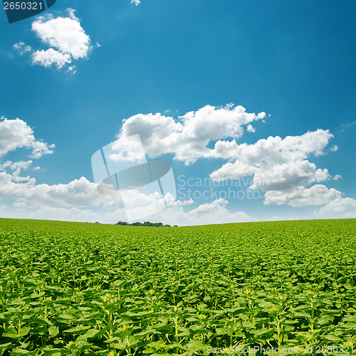 Image of sunflowers green field and clouds in blue sky