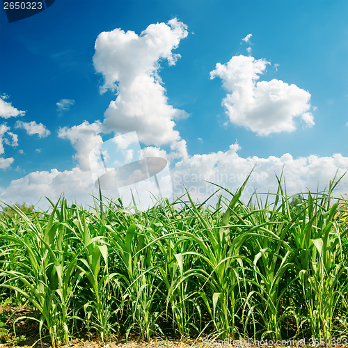 Image of green maize field and clouds