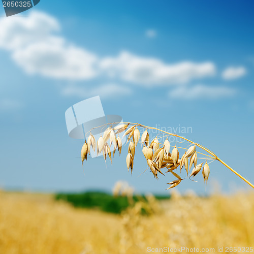 Image of golden oat on field