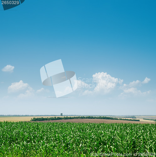 Image of field with green maize and blue sky