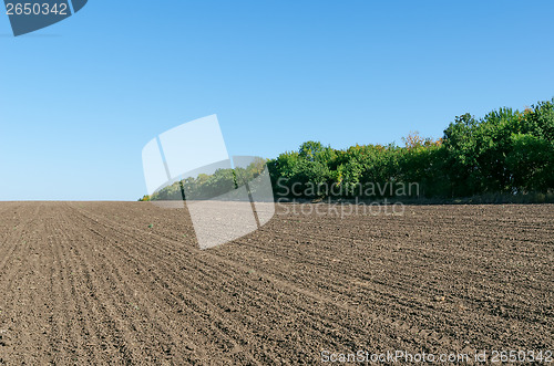 Image of plowed field with trees and deep blue sky