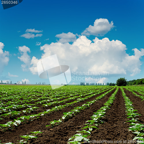 Image of agriculture field close up and blue sky with clouds over it