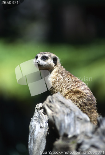 Image of Meerkat