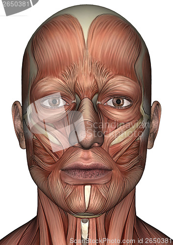 Image of Male Anatomy Face