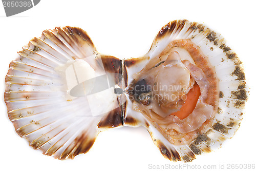 Image of great scallop