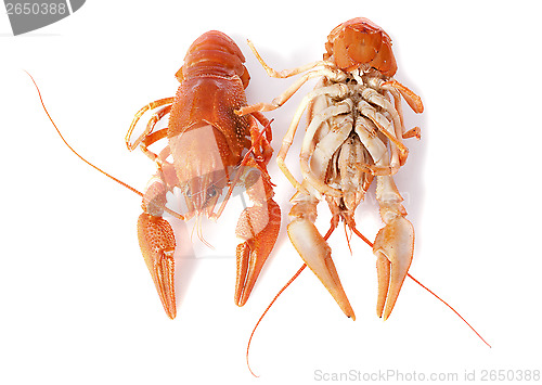 Image of river crayfish