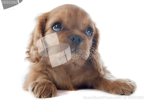 Image of puppy cavalier king charles